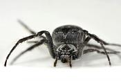 brugspin (Larinioides sclopetarius) 9-2012 0751